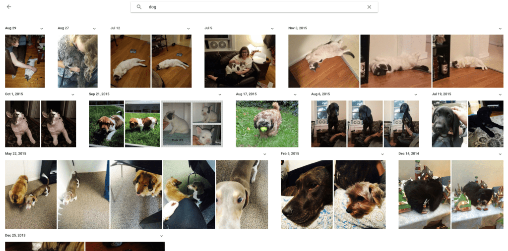 A search for "dog" brings up dog photos, but also photos of a cat the size of a small dog. You can see the margin of error here!