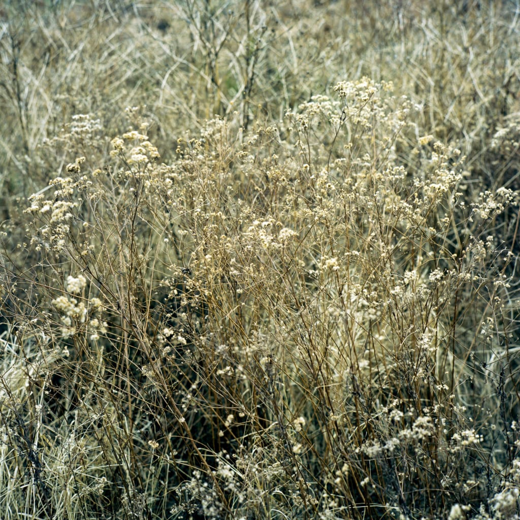 Shooting Medium Format Film in a Digital Age EverPresent