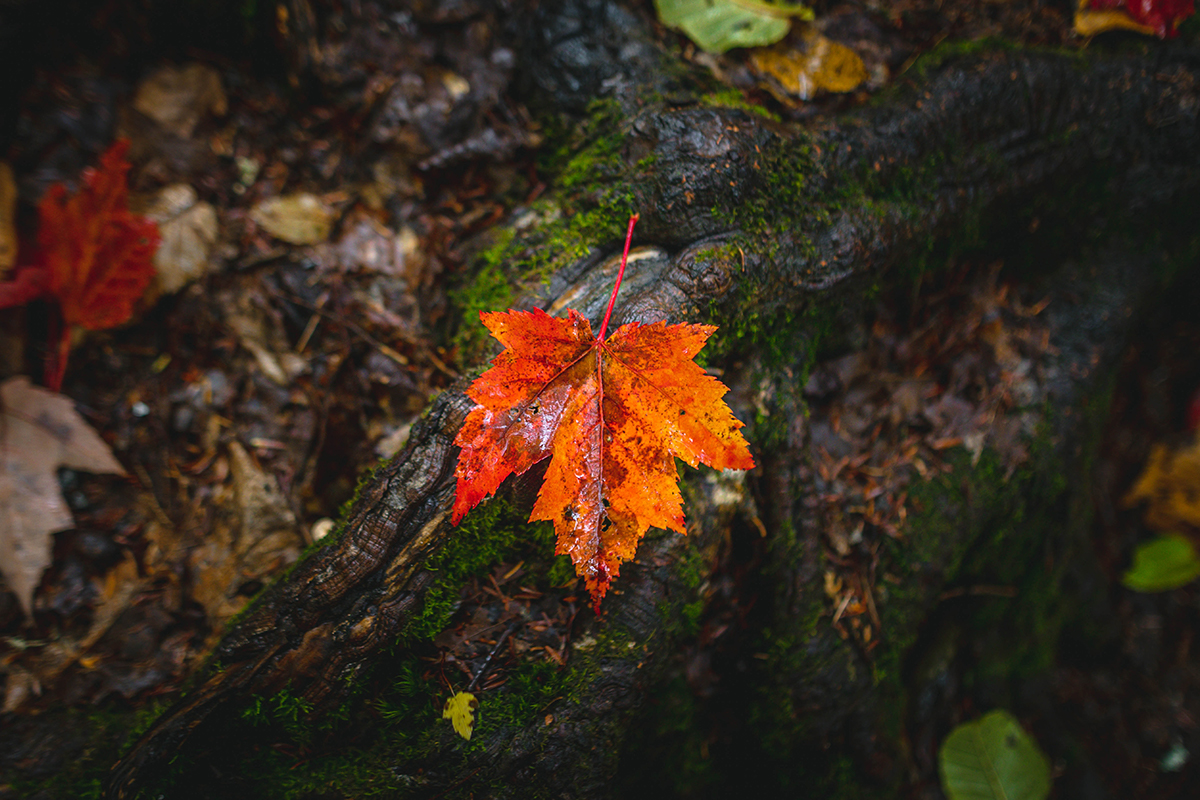 Vermont Maple Leaf